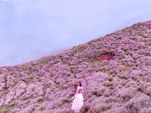 Cánh đồng hoa chi pâu tím lịm ngọt ngào như miền cổ tích ở ‘nóc nhà Yên Bái’