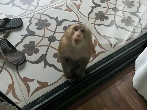 Khỉ hoang di chuyển hơn 10km, xuống nhà dân, tấn công trẻ em