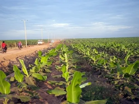 HAGL Agrico sắp giải thể một công ty con do hoạt động không hiệu quả