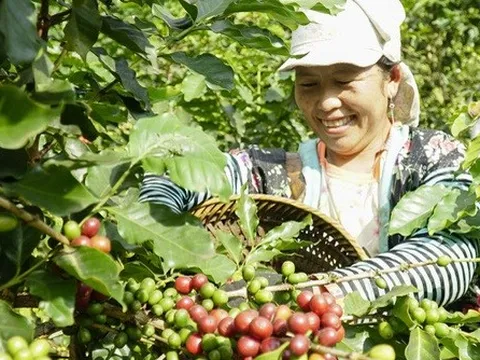 Ngành cà phê có thể thiết lập kim ngạch kỷ lục 4 tỷ USD
