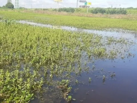 Nhiều ruộng rau màu ở Tiền Giang mất trắng do ngập úng