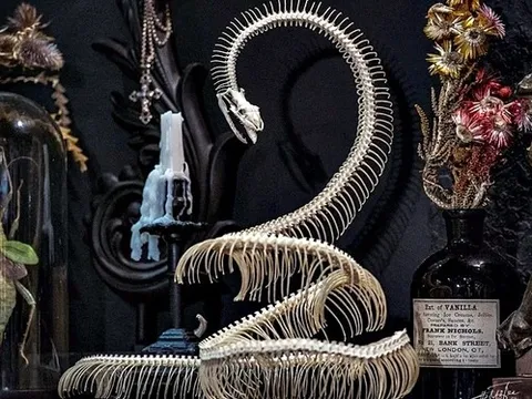 Thú chơi tiêu bản xương độc đáo của người đàn ông Sài Gòn