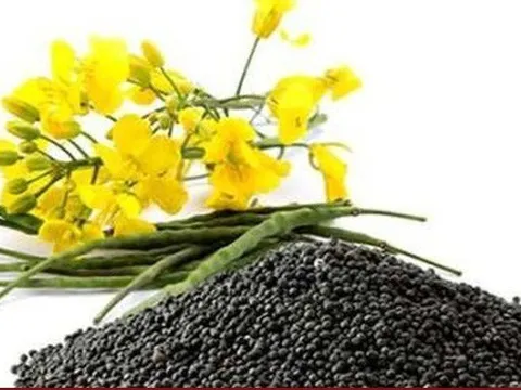 Nga gia hạn một số biện pháp hạn chế xuất khẩu