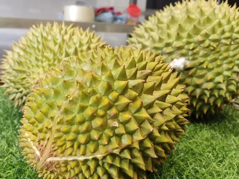 Ngăn chặn gian lận trong xuất khẩu sầu riêng sang Trung Quốc