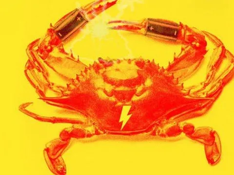 Ắc quy xe điện làm từ hải sản: Thân thiện môi trường, giá rẻ, ít chai pin