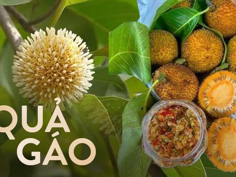 Loại quả đặc sản chỉ có ở Ninh Bình hoặc miền Tây, giá 120.000/kg mà luôn 'cháy hàng'