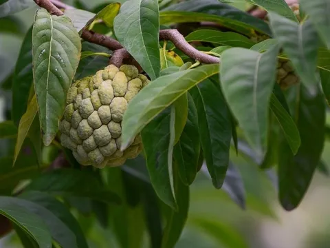 Na Chi Lăng: “Vàng” mọc trên núi đá vôi