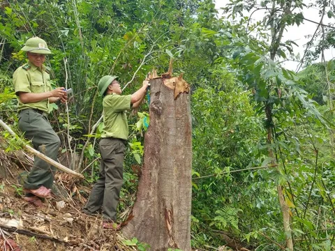 Yêu cầu xử lý việc "ém" hơn 3 ha rừng tự nhiên sau phản ánh của Báo Người Lao Động