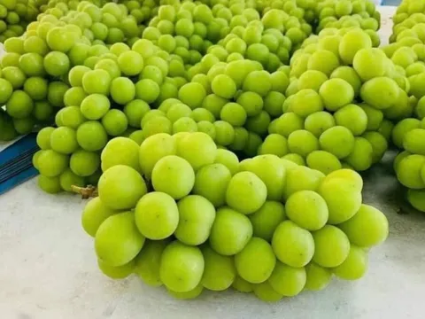Sự thật nho mẫu đơn tiền triệu đang được bán ngập chợ, giá siêu rẻ