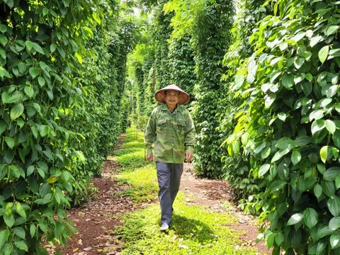 Tỉnh Đắk Lắk chỉ đạo giải quyết vụ doanh nghiệp chây ì giải quyết chế độ