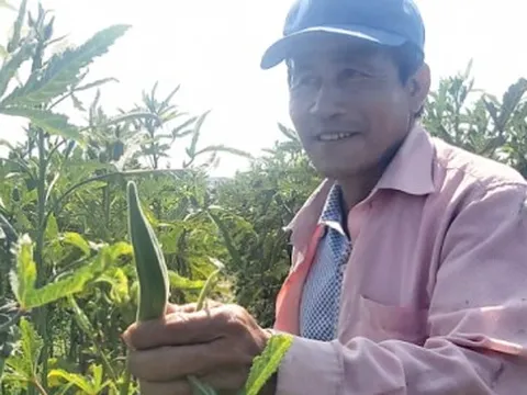 Rau, đậu rớt giá, nông dân Quảng Nam thua lỗ