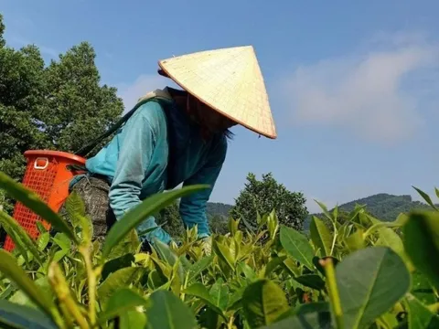 Nước mắt trên những đồi chè