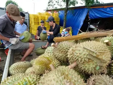 3.000 ha sầu riêng được xuất khẩu sang Trung Quốc