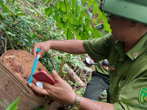 Tình tiết bất ngờ vụ mở đường, phá rừng đầu nguồn suối La La