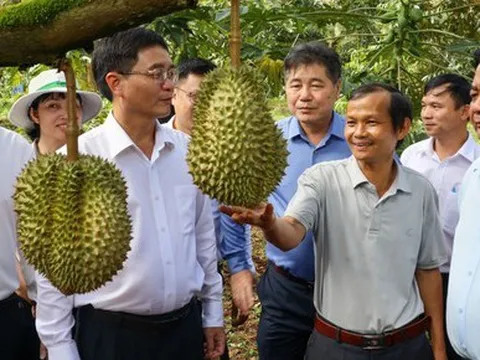 Xuất khẩu sầu riêng: Phải giữ chữ tín