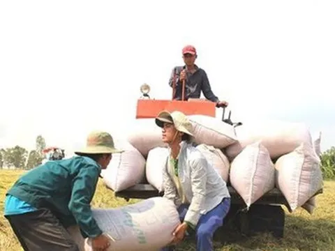 Ấn Độ hạn chế xuất khẩu gạo: Doanh nghiệp, nông dân Việt Nam sẽ trúng giá?