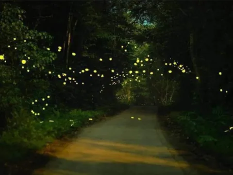 Vườn quốc gia Cúc Phương hóa ‘xứ thần tiên’ khi đêm về bởi vũ điệu của đom đóm