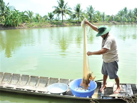 Phát triển mô hình canh tác lúa - tôm