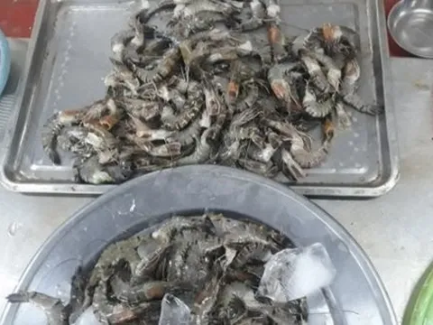 Vụ tôm tươi có chất lạ trắng đục: Phát hiện tạp chất Agar