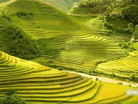 Ngắm những thửa ruộng bậc thang ở Yên Bái "thay áo mới"