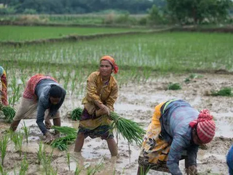 Loại lương thực quan trọng số một thế giới này cũng đang nằm giữa vòng xoáy tăng giá