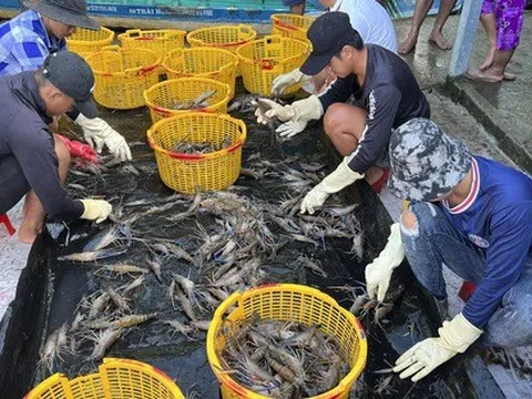 Nông dân miền Tây trúng mùa, được giá tôm càng xanh