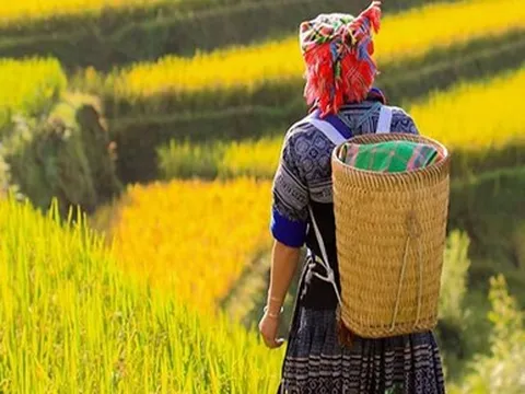 Đi Mù Căng Chải 'săn' lúa chín với chi phí gần 4 triệu đồng/người