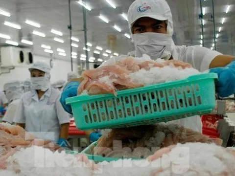 Cá tra Việt sang Mỹ giá 5 USD/kg, cao nhất từ đầu năm đến nay