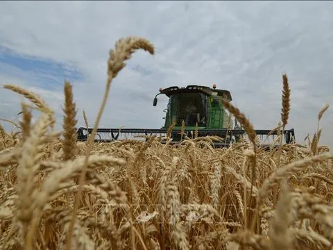 Giới chuyên gia cảnh báo giá ngũ cốc tăng cao trong dài hạn