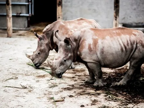 6 con tê giác chết bất thường tại Khu sinh thái Mường Thanh Diễn Lâm