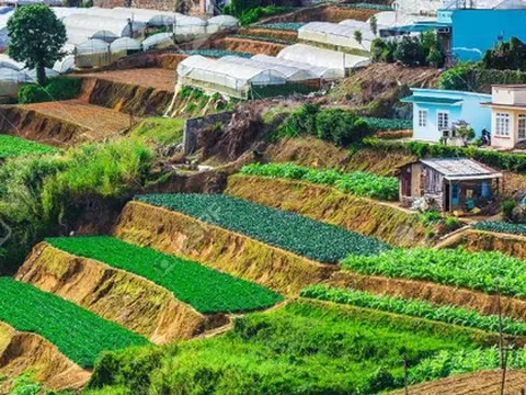 Lâm Đồng sản xuất bao nhiêu tấn rau mỗi năm? Thu được bao nhiêu tiền từ nông nghiệp?