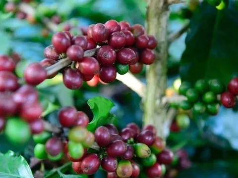 Vụ thu hoạch mới chưa tới, giá cà phê đi ngang