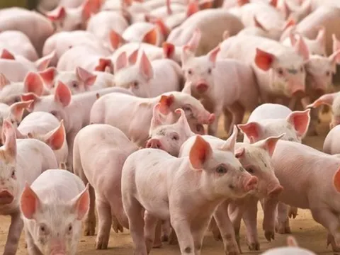 Thêm DN lớn trên sàn đặt tham vọng vào chăn nuôi heo: Mở thêm 4 cụm chuồng, 2023 sẽ tiêu thụ gần 1,6 triệu con với 1.100 điểm bán