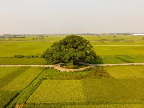 Khám phá điểm check-in siêu đẹp tại cây muỗm hơn 600 năm tuổi tại Bắc Ninh