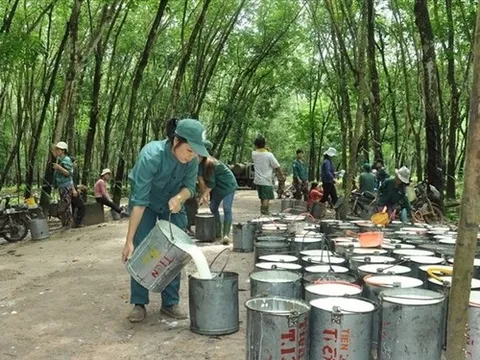 Giá xuất cao su đi Ấn Độ cao hơn gần 300 USD/tấn so với sang Trung Quốc