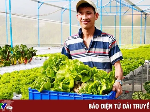 Vụ rau VietGAP 'dởm' vào siêu thị: Lâm Đồng tăng cường quản lý nguồn gốc nông sản