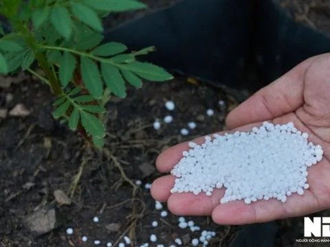 Nhiều yếu tố có thể đẩy giá ure