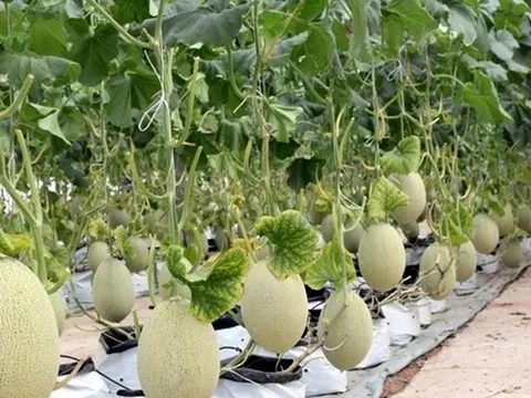 Lợi nhuận PAN năm 2022 được thúc đẩy bởi hợp nhất VFG và tăng trưởng tất cả các mảng kinh doanh