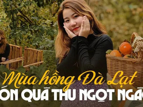 5 vườn hồng trĩu quả ở Đà Lạt vừa đẹp lại cho ăn thỏa thích tại chỗ đang chờ bạn ghé thăm