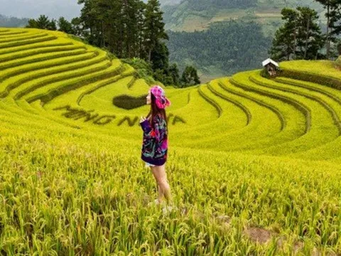 Từng đoàn xe nối nhau đi ngắm mùa vàng ở Mù Cang Chải