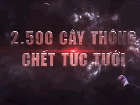 Đón xem: Rừng thông tuyệt đẹp chết tức tưởi vì sân golf