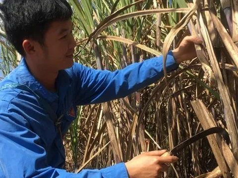 Lãi đều trăm tỷ/năm, không phải nộp thuế TNDN, 1 công ty có EPS top đầu sắp trả cổ tức bằng tiền mặt với tỷ lệ 100%