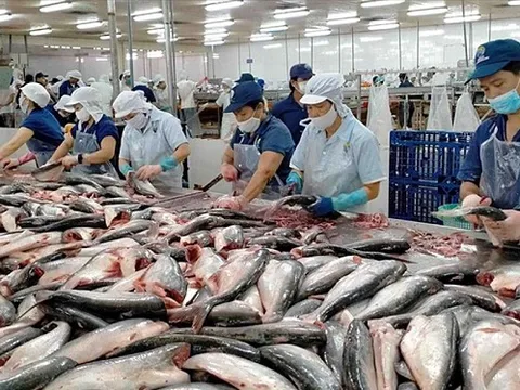 Chuyên gia VASEP: Kim ngạch xuất khẩu cá tra 2022 có thể đạt kỷ lục 2,5-2,6 tỷ USD