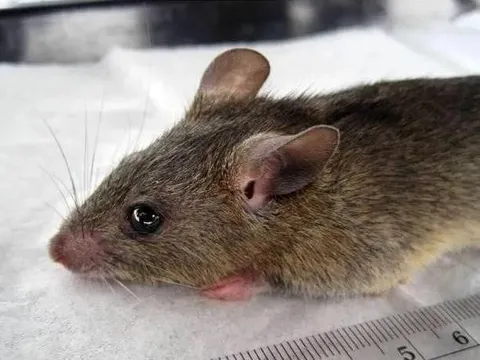 Virus lây từ chuột, gây sốt xuất huyết lạ và điếc 1/4 bệnh nhân đang lan đáng ngại