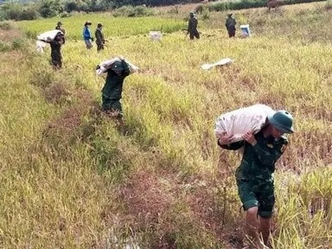 Bộ đội biên phòng Quảng Trị giúp dân gặt lúa “chạy” bão số 4