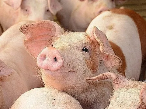 Siba Holdings chi thêm 570 tỷ để tăng vốn tại BAF: Đại gia Trương Sỹ Bá quyết “chơi lớn” với thịt heo