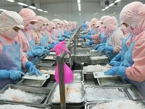 Cổ đông của “Vua tôm” Minh Phú sắp nhận gần 460 tỷ đồng tiền cổ tức