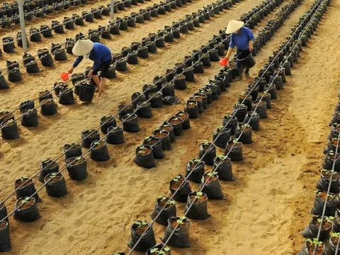HAGL Agrico nhận lại quyền sử dụng gần 9.500 ha đất từ công ty bầu Đức