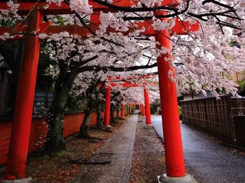 Kyoto rất mong đón du khách trở lại, nhưng 'thủ thỉ' những yêu cầu đặc biệt