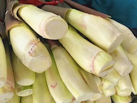 Bất ngờ loại củ mọc dại bờ ao, nay trở thành đặc sản siêu đắt khách